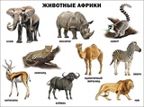 Плакат Животные Африки