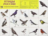 Плакат демонстрационный: Птицы России  978-5-9949-0496-1