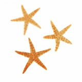 Набор из 3 морских звезд, размер каждой 6-10 см,  1302300