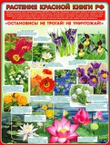Плакат демонстрационный Р2-285 Растения Красной книги РФ  20285
