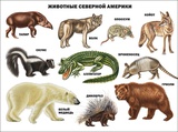 Плакат Животные Северной Америки