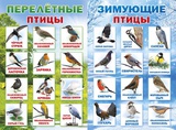 Плакат Перелетные и зимующие птицы!,  [070172]