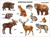 Плакат Животные России  (Проф-Пресс),  [978-5-378-07780-9]
