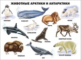 Плакат демонстрационный: Животные Арктики и Антарктики