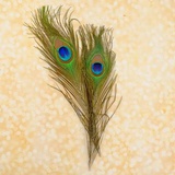 Набор перьев павлина для декора 2 шт, размер 1 шт 10*30 см цвет зеленый, Разноцветный, 3099217