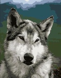 Картина по номерам 40х50см Серый волк VA-0230 (сложность ***)