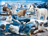 Плакат демонстрационный: Животный мир холодных стран 20218