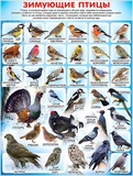 Плакат А2 Зимующие птицы, Р2-185