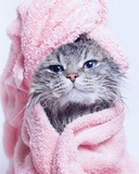 Картина по номерам 40x50см Милый котенок в полотенце VA-3240 (сложность***)