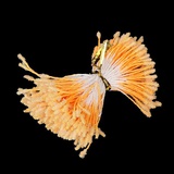 Тычинки для искусственных цветов "Пушистые оранжевые" длина 6 см (набор 170 шт) 3395160