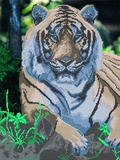 Канва/ткань (бисер) А3 Тигр на отдыхе Астрея АРТ,  [АСТ.73049]