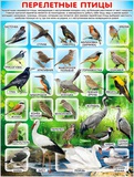 Плакат А2 Перелетные птицы, Р2-186